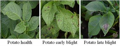 The Detection Method of Potato Foliage Diseases in Complex Background Based on Instance Segmentation and Semantic Segmentation